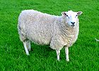 140px-Lleyn_Sheep_001