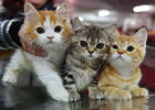 2997035_thumbnail