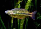 7cddc8134db0b8cf38943680a85ec902--freshwater-fish-for-sale-tropical-freshwater-fish