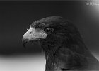Booted Eagle 0515a