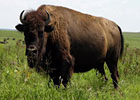 buffalo
