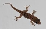 gecko