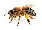 honey-bee-side-view