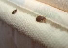 how-to-find-bed-bugs-bed-bug-guide-140x100