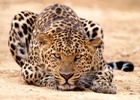 leopard_2011