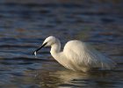 Little Egret 9
