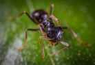 close up photo of ant