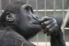 view ape thinking primate