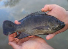 talapia mozambique, talapia for sale Los Angeles, aquaponics