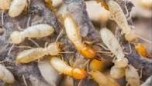 termite