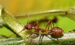 weaver ant