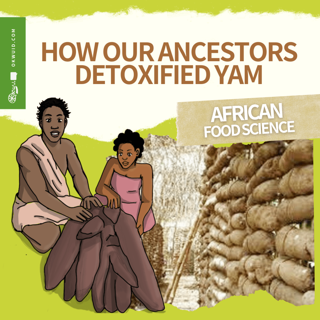 Igbo Traditional Yam Curing