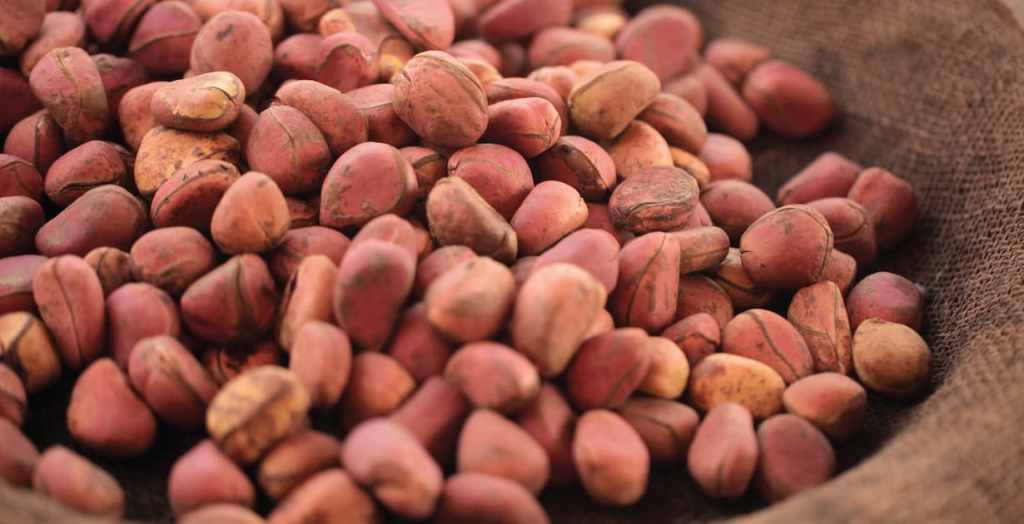 The Symbolism of Kola Nut in Igbo&nbsp;Cosmology